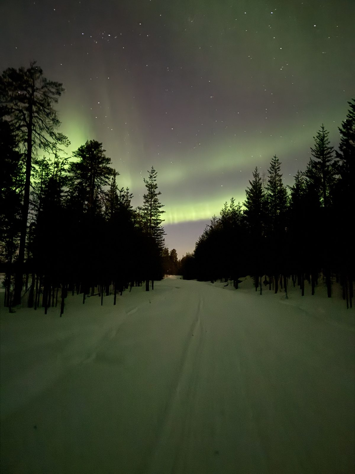 Lapland Arctic Ultra 2026: northern lights over the forest track